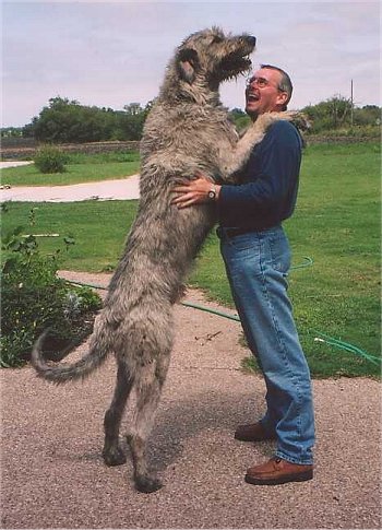irish-wolfhound.jpg